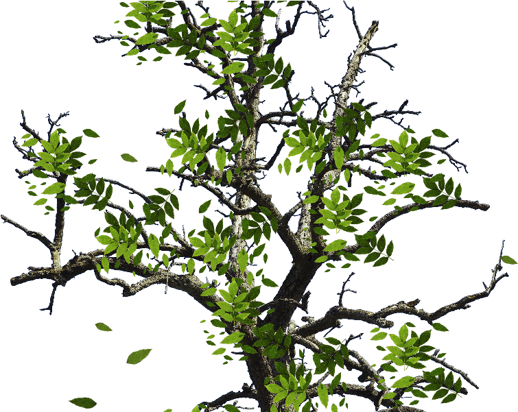Tree With Green Leaves Isolated Object Png - Tree Branches With Leaves Png (800x600)