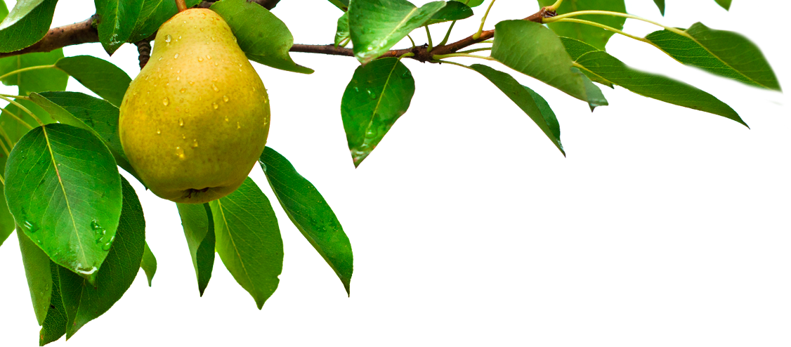 Pear Tree Transparent (1126x494)