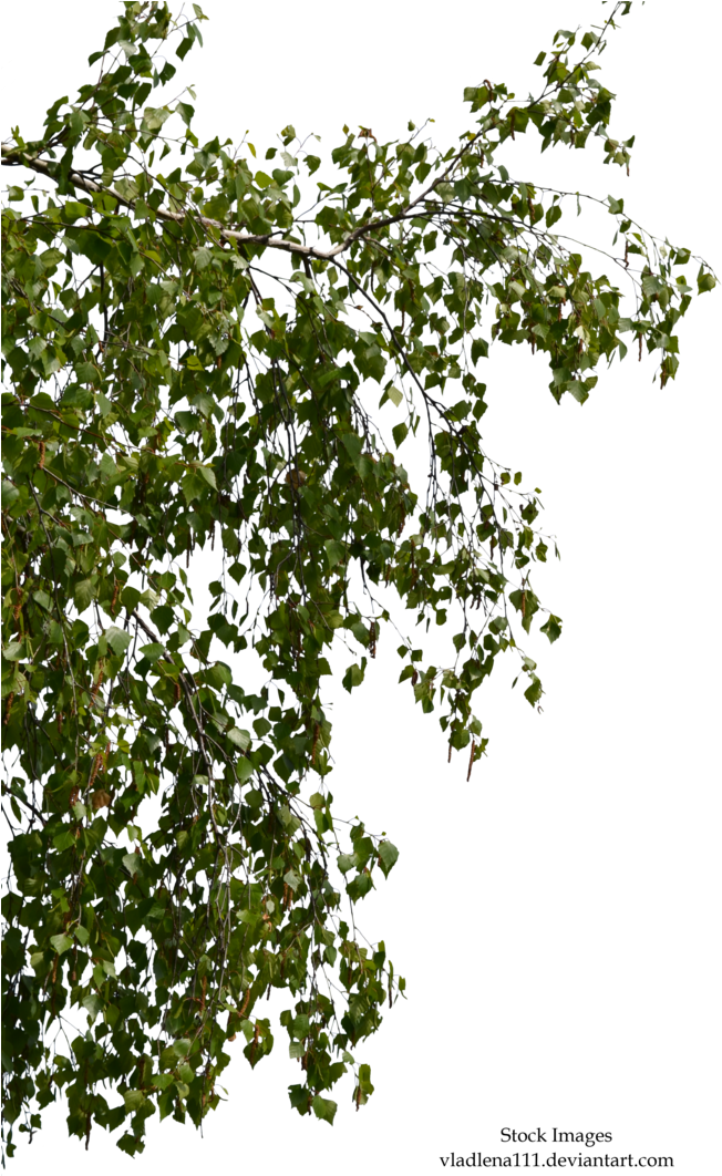 Birch Branches 2 By Vladlena111 - Foreground Branches Png (720x1110)
