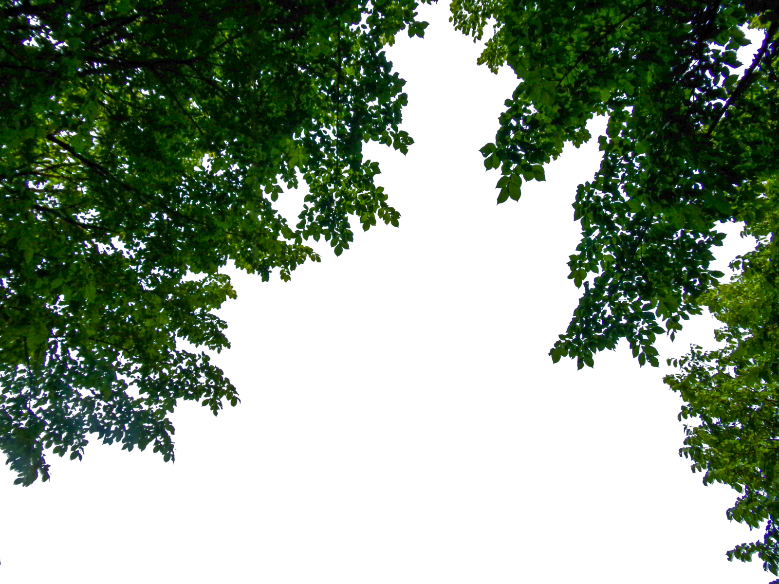Aledjonesdigitalart Hanging Branches Png Stock 02 June - Hanging Branches Png (1600x1200)