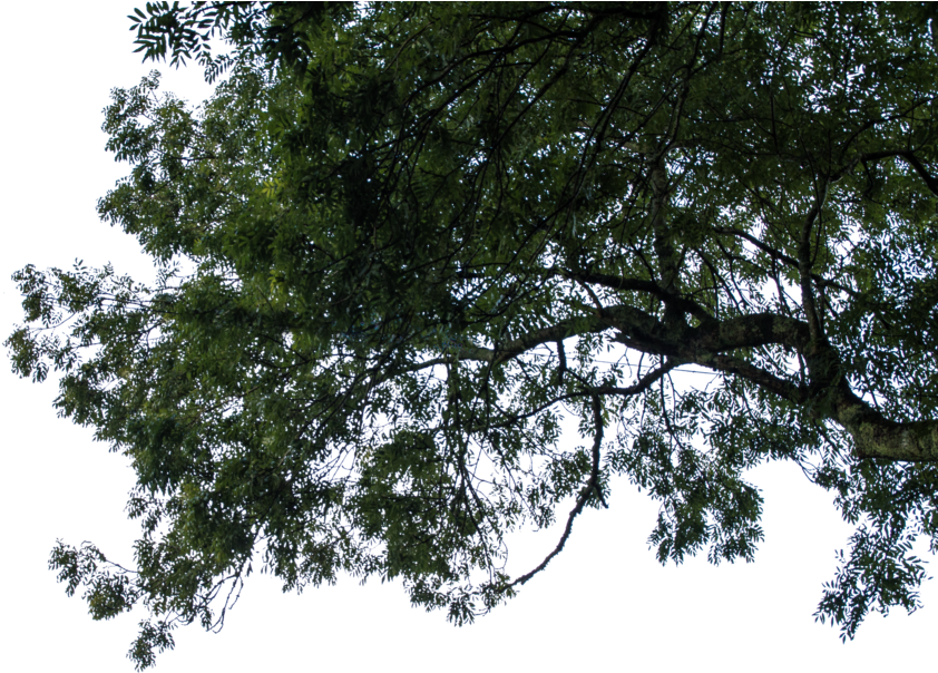 Hanging Branches Stock 01 October - Hanging Branch Png (1024x681)