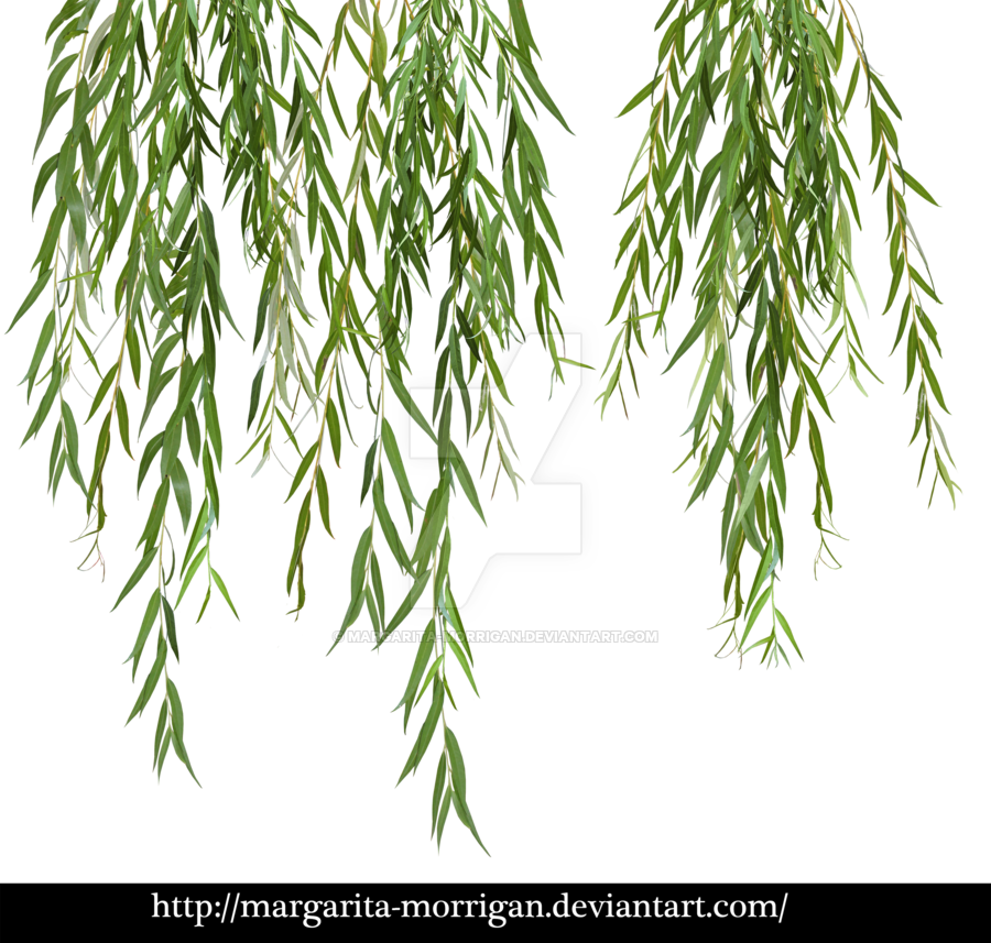Willow Branches By Margarita-morrigan - Willow Tree Branch Png (900x857)