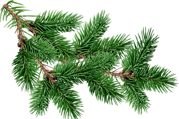 Fir-tree Png Image - Christmas Tree Branch Transparent (600x401)