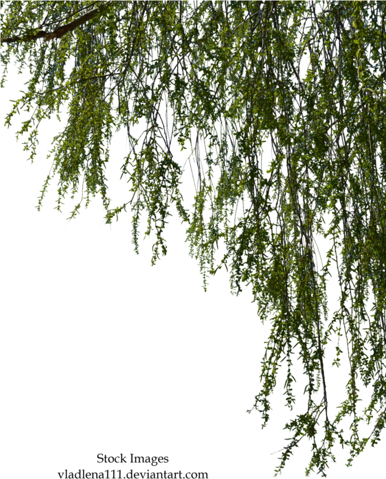 Free Tree Branch Png - Willow Tree Branch Png (781x1023)