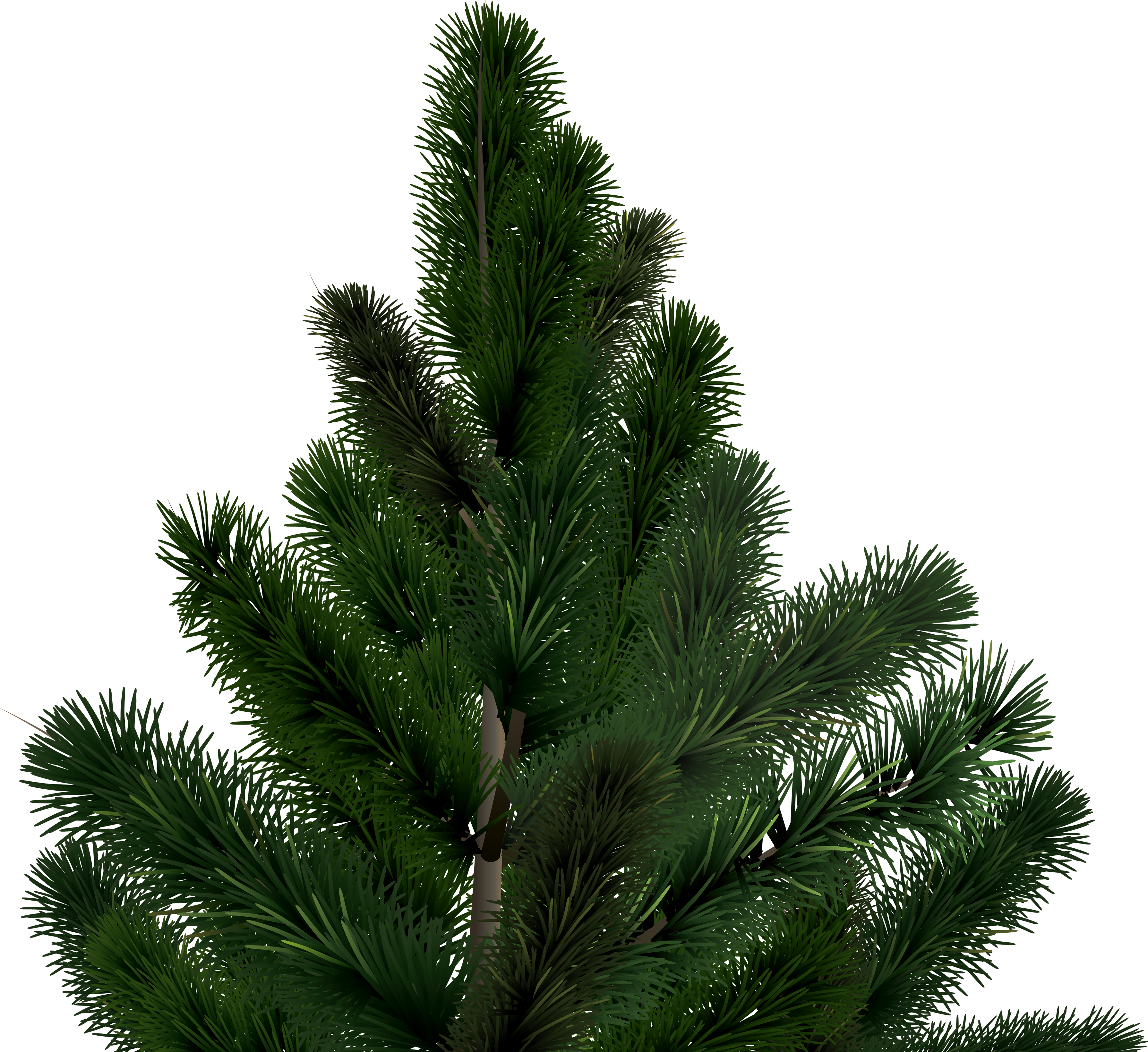 Fir-tree Png Image - Ель Png (3578x3280)