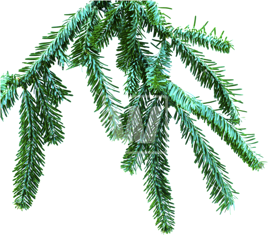 Spruce Branch Png - Spruce Branch Transparent (550x525)