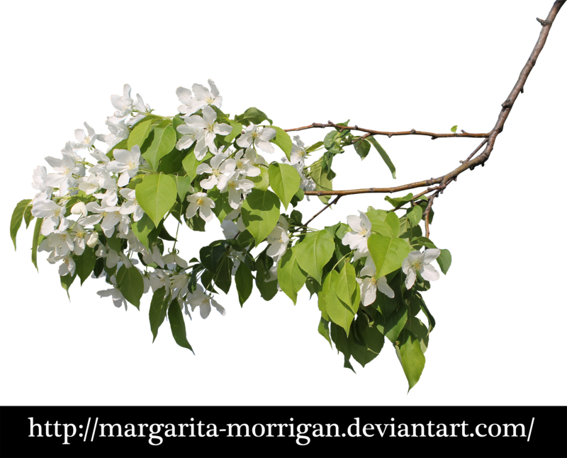Jean52 14 3 Flowering Branch By Margarita-morrigan - Flowers On The Branches Png (800x647)
