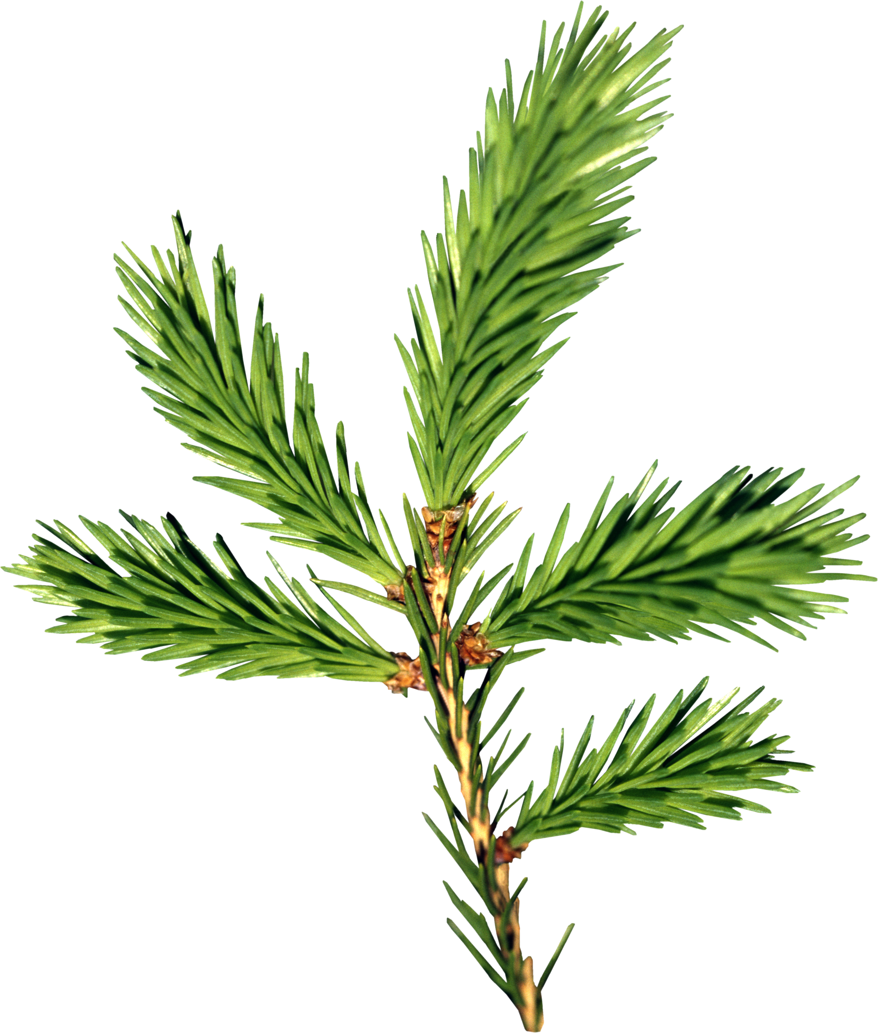 Fir-tree Png Image - Елка Ветка Png (3016x3550)