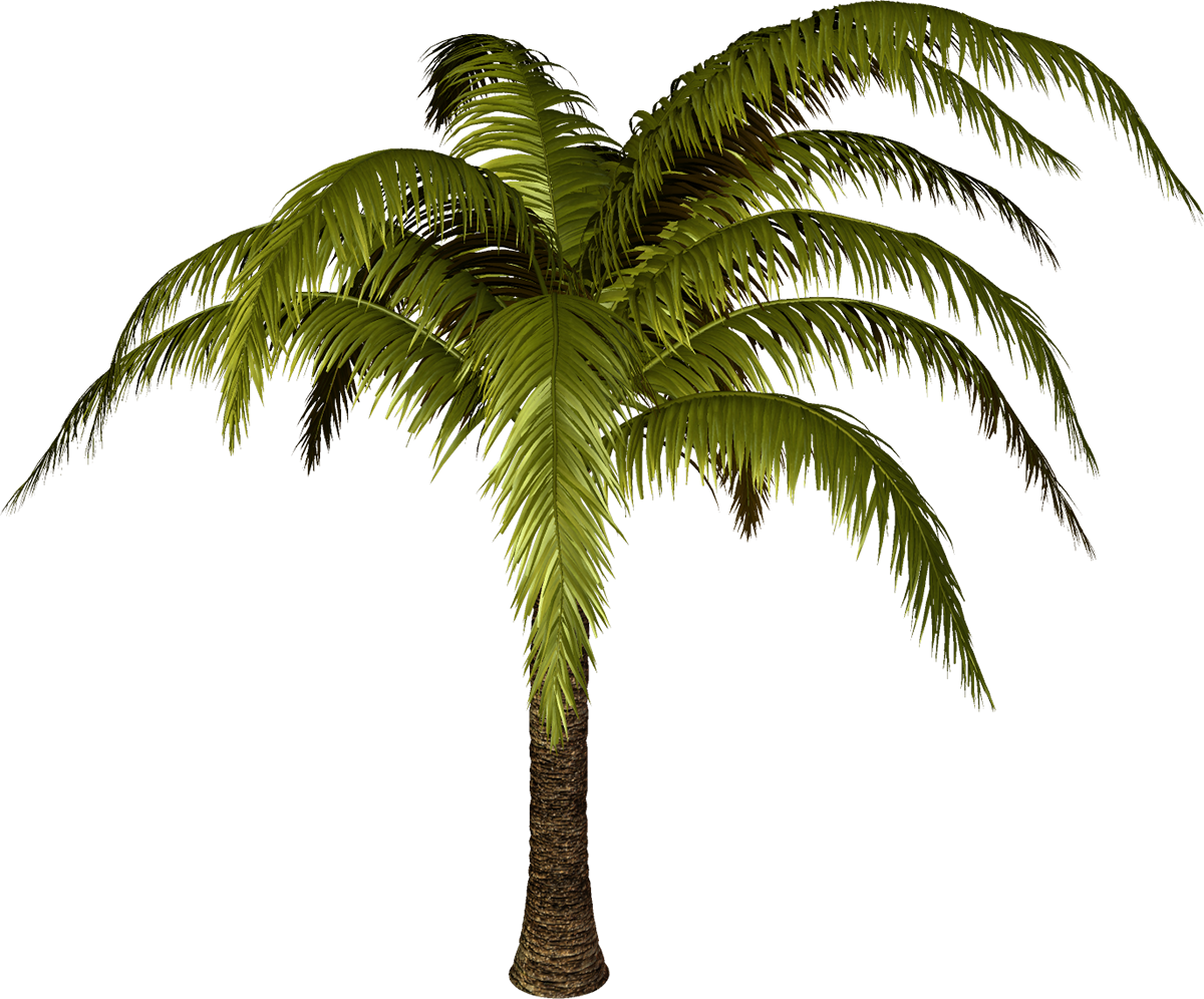 Yükle Seaside Sunset Coconut Tree Vector, Seaside Coconut - Clip Art (1200x996)