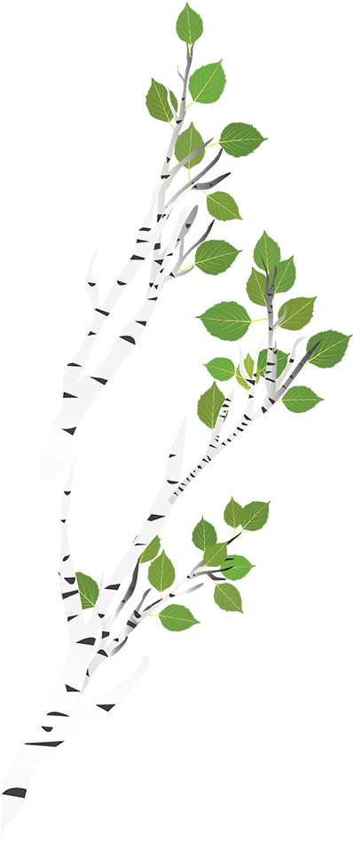 Birch Tree Birch Tree - Birch (400x955)