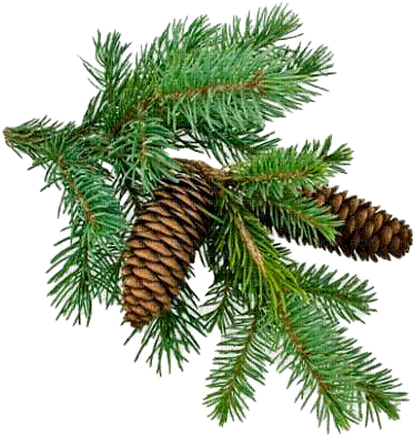 Christmas-tree Branch - Pine Tree Branch Png (400x400)