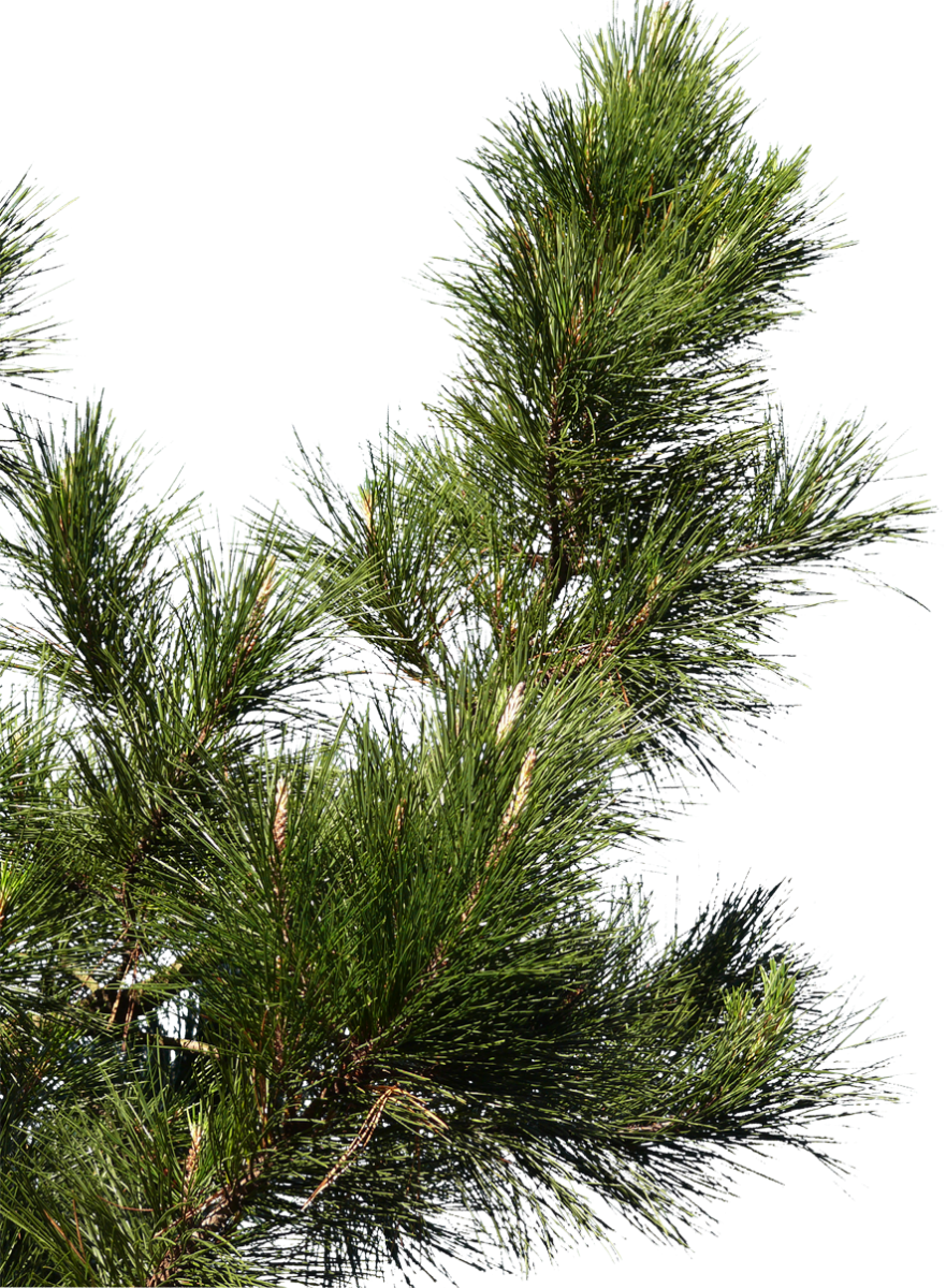 Pine Tree Branch Png (881x1200)