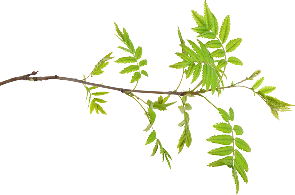 Ash Tree Identification - Pond Pine (600x396)