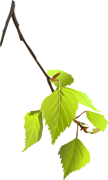 Tree Branch - Birch Leaf Clip Art (360x596)