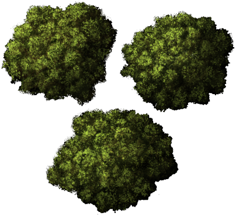 Clipart Top Tree Png - Top Down Trees Png (467x425)