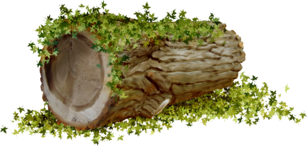 Tubes Nature - Tronco En Png (600x286)