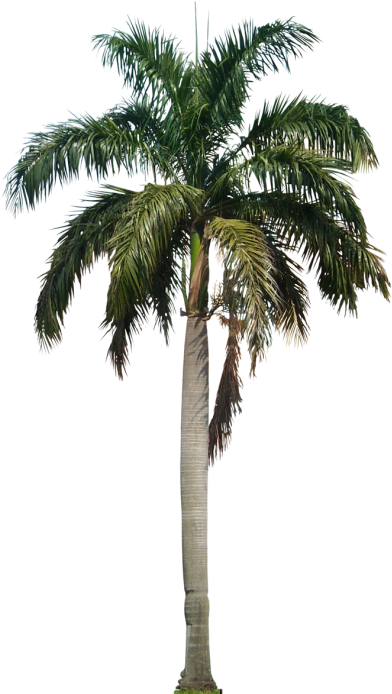 Clipart Palm Tree Png File Png Images - Palm Tree Png (400x710)