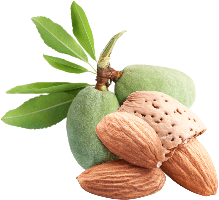 Huile Végétale D'amande Douce - Karite Bio Frederic M (800x748)