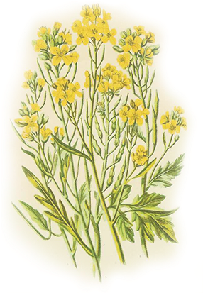 Mustard Plant And Flowers By La Moutardarie Fallot - Antique Print Of Flowering Plants Wild Mustard Color (394x436)