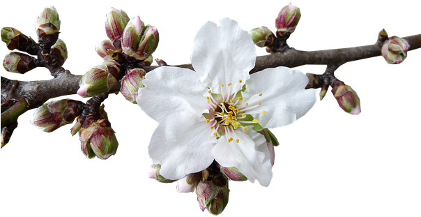 Buds, Blossom, Almond - Almond Blossom Png (603x340)