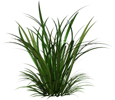 Citronella Oil , Citronella Oil Uses And Benefits, - Tall Grass Png (379x329)