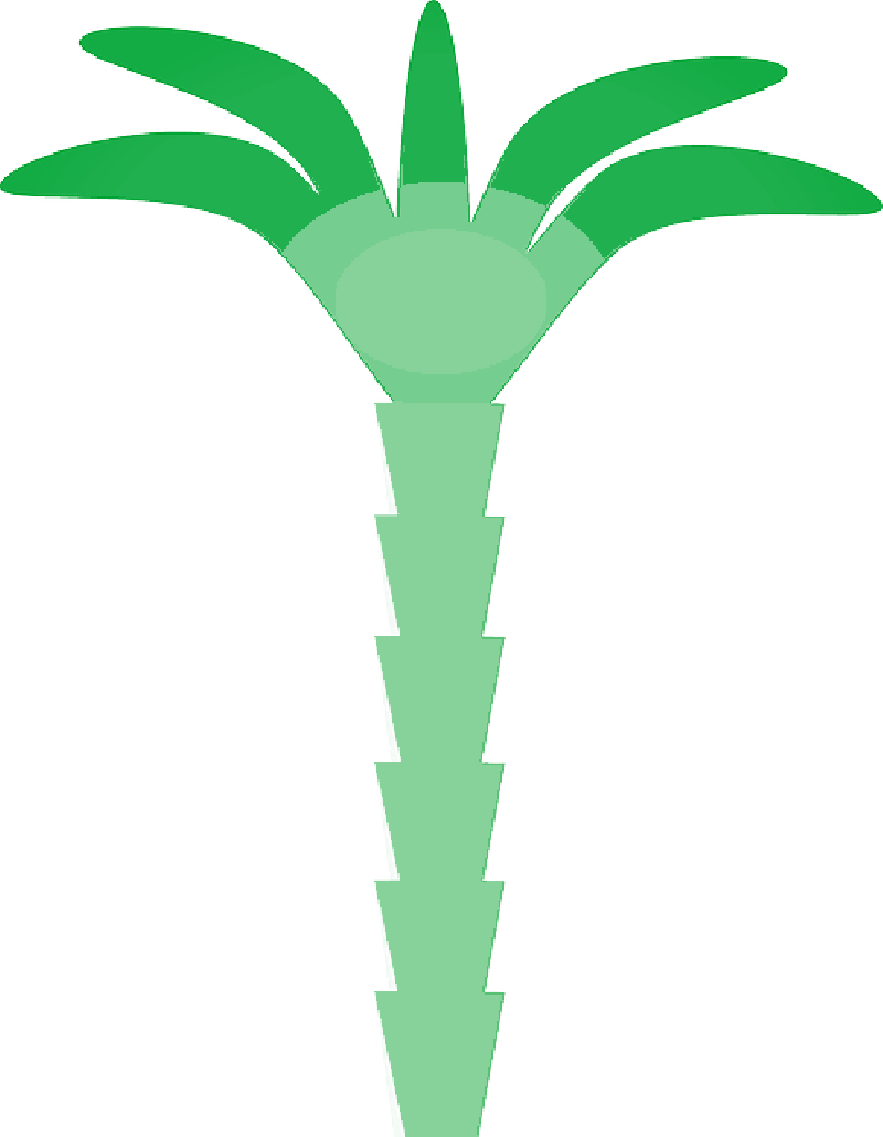 Mb Image/png - Palm Tree Clip Art (800x1030)