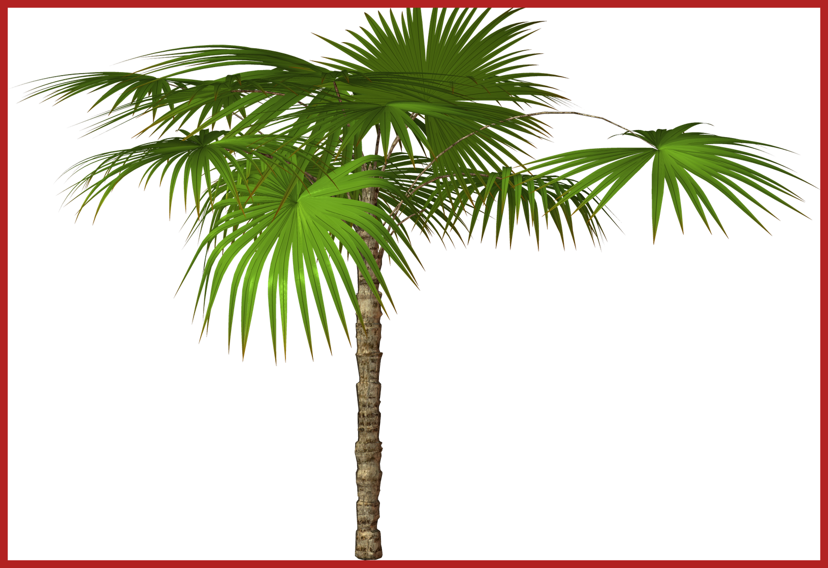 Coconut Tree Coconut Tree Clipart Png Astonishing Cartoon - Romantische Tropische Palme Geschenkanhänger (1630x1119)
