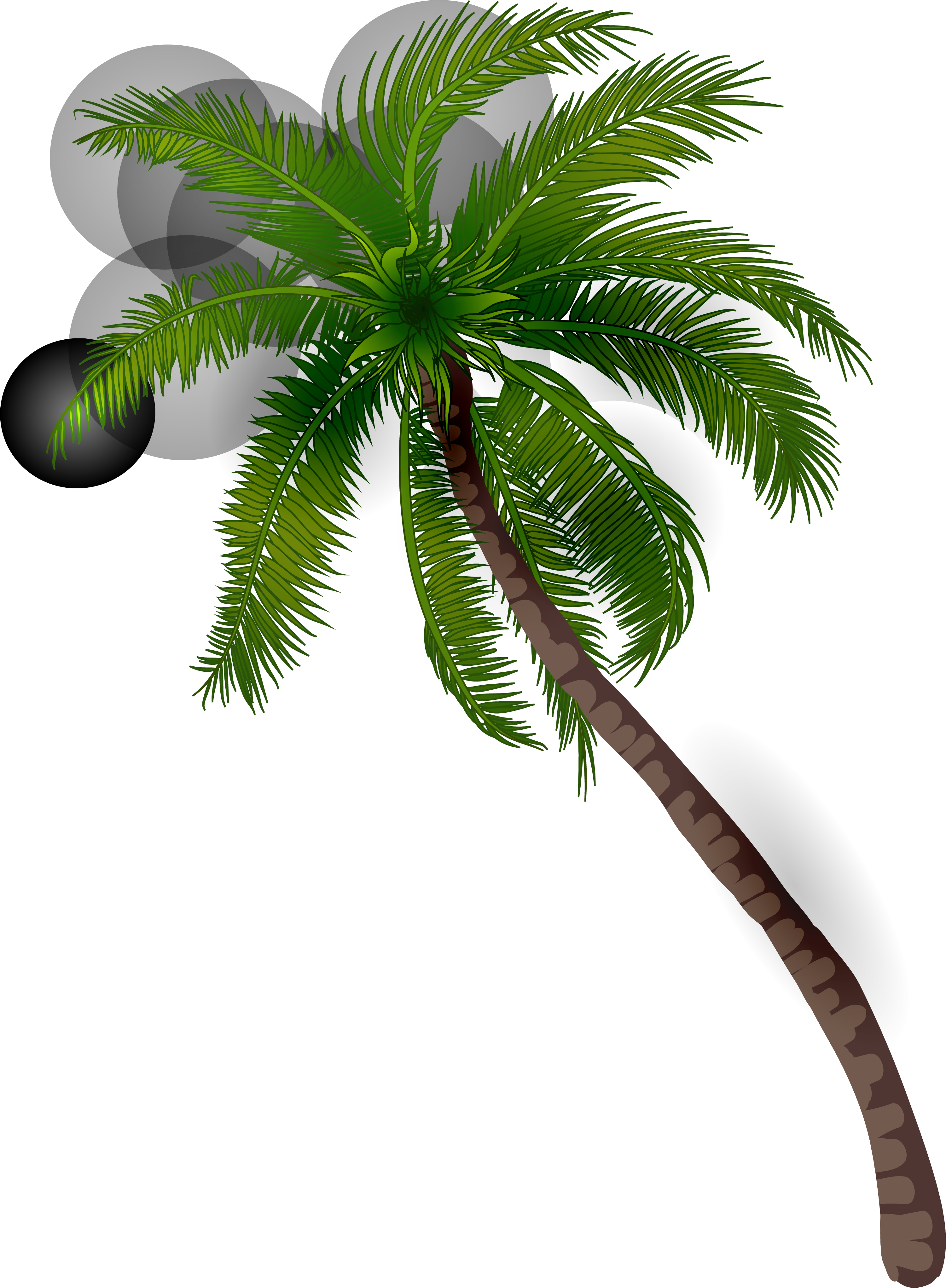 La Palma De Coco Ilustración - Png De Palmeras Verdes (3001x4088)