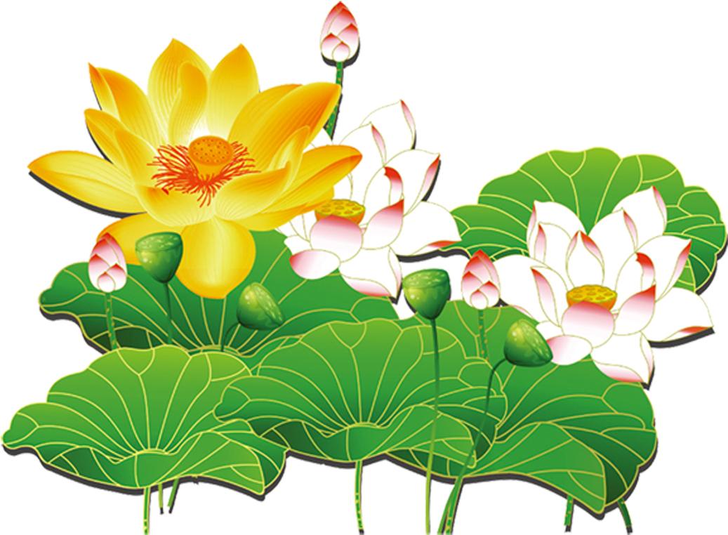 Nelumbo De La Palma De Coco Nelumbo Amarillo Efecto - Sacred Lotus (1300x860)