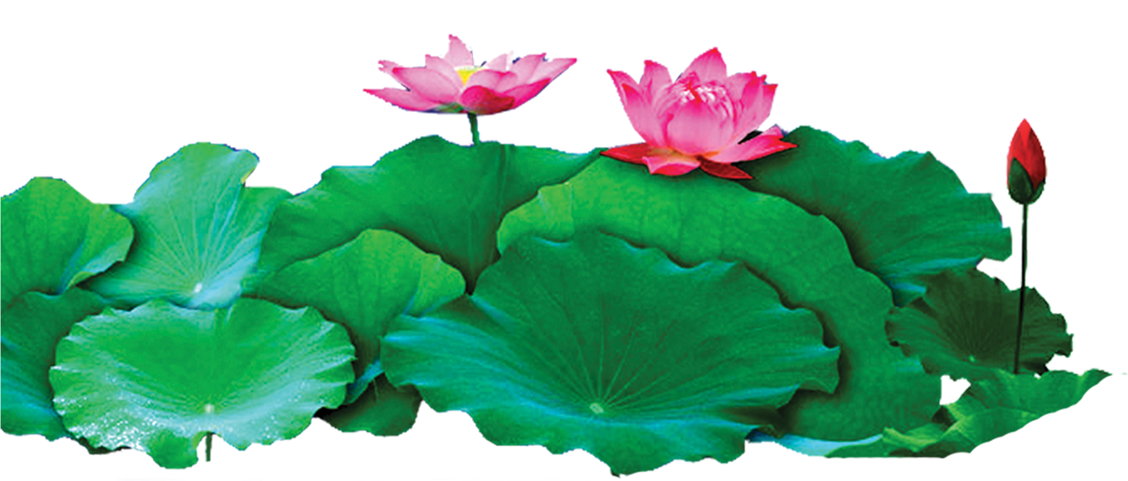 Nelumbo De La Palma De Coco Adobe Illustrator Nuciferine - กอ ดอกบัว (2261x1107)