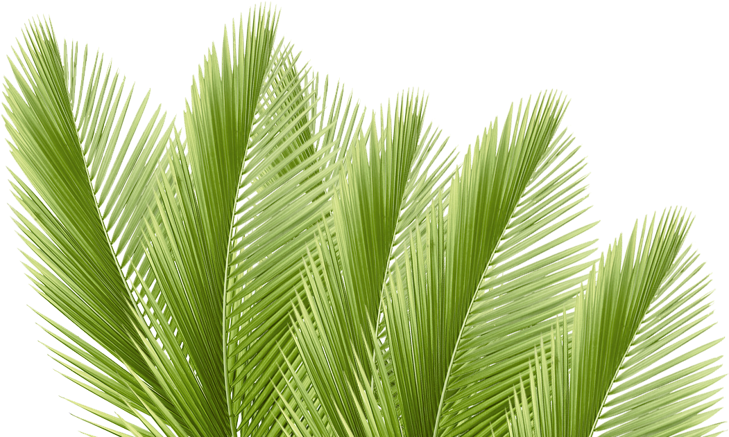 Hoja Arecaceae Rama De Palma De Coco De Agua - Palm Trees (1650x688)