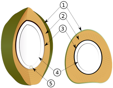 Fruto Del Coco - Coconut Layers (400x312)