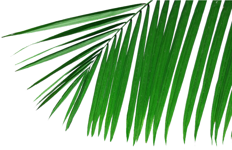 Arecaceae Rama De Palmera De Hoja De Fronda Fondo De - Folha De Coqueiro Png (800x562)