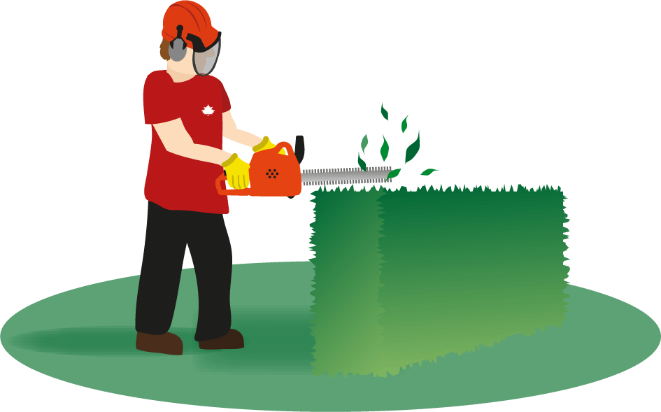 Hedge Cutting - Trim Hedge Clipart (945x589)
