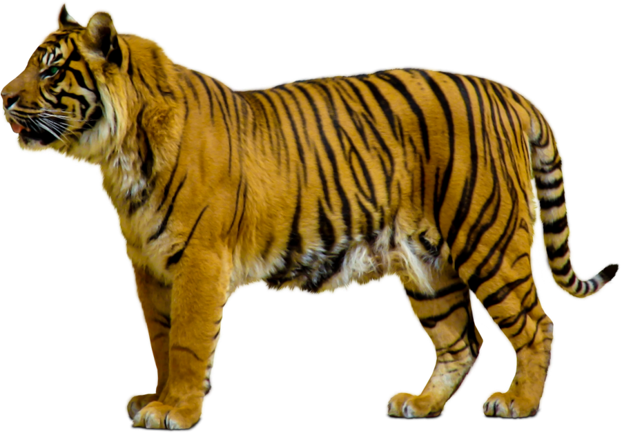 Animals Clipart Png,cartoon Animals Png,cute Animal - Tiger Walking Png (1188x758)