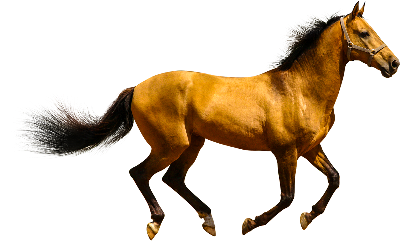 Animals Clipart Png,cartoon Animals Png,cute Animal - Horse Transparent (1586x1027)