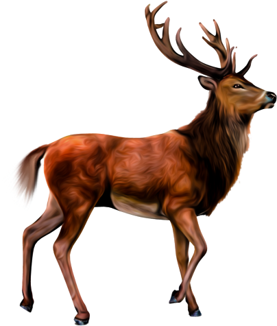 Animals Clipart Png,cartoon Animals Png,cute Animal - Transparent Background Deer Clipart (904x506)