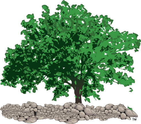 Shawshank Oak Tree - Tree (490x432)