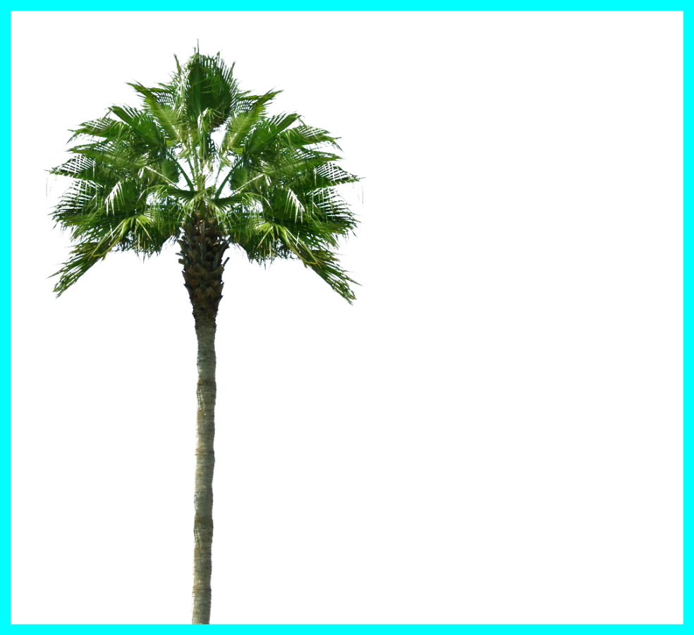 Appealing Palmera Png Buscar Con Architecture Pics - Palm Tree (984x900)