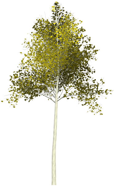 Rustic Leaves Cliparts 13, Buy Clip Art - Maidenhair Tree (720x720)