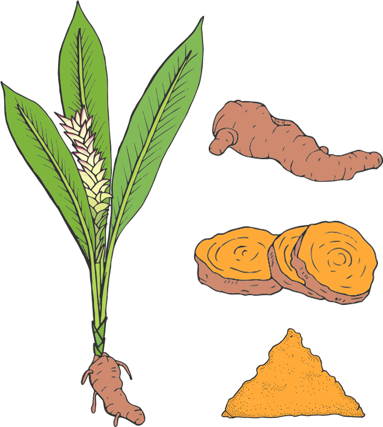 Turmeric Clipart Botanical Illustration - Turmeric (1000x1000)