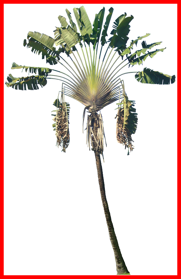 Incredible Ravenala Png Tree Cut Out Cambodian Plants - Ravenala Madagascariensis Paint (742x1139)