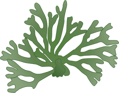 Codium Fragile - Stony Coral (400x314)