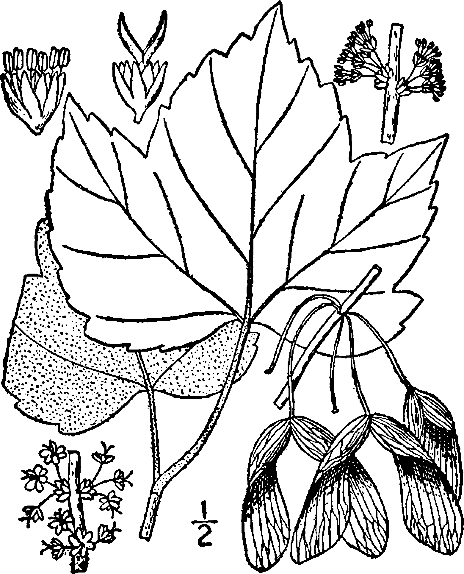 Fileacer Rubrum Drummondii Drawing - Acer Pensylvanicum Drawing (1682x2000)
