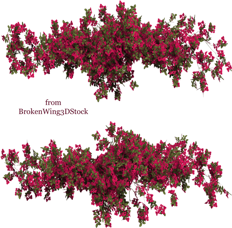 Bougainvillea Photoshop (900x900)