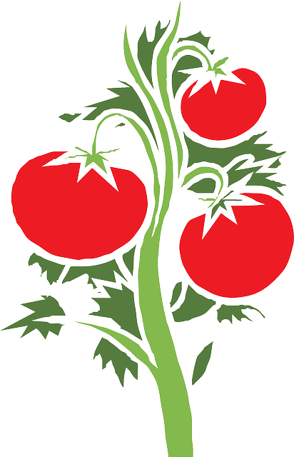 Planta De Tomate Png (412x640)