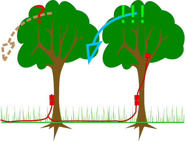 Plants, Charge, Trees, Explosives, Timber, Tree, Plant - Explosive Material (640x488)