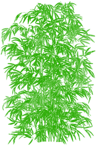 Vẽ Hoạt Hình Cây Tre Cắt Dán Các Vector, Kế Hoạch Cây - Bamboo Trees (360x360)