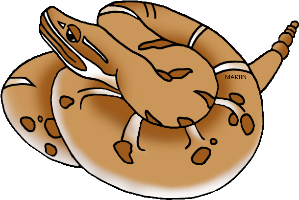 Ridge Nosed Rattlesnake - Ridge Nosed Rattlesnake (648x442)