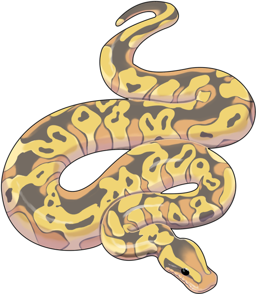 Ball Python Clipart Python Snake - Snakes Art Python (640x709)